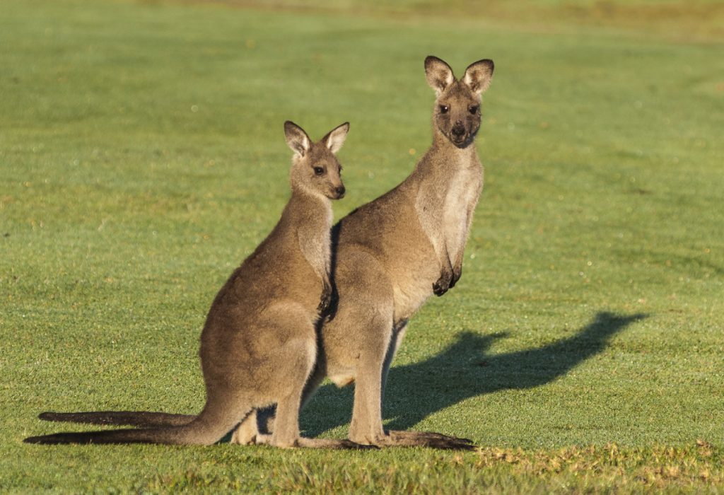 Careline Essence Of Kangaroo 60 Viên 