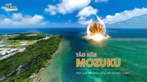 tảo nâu mozuku